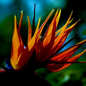 Oiseau de paradis en joli contraste de couleurs - Belgique  - collection de photos clin d'oeil, catégorie plantes